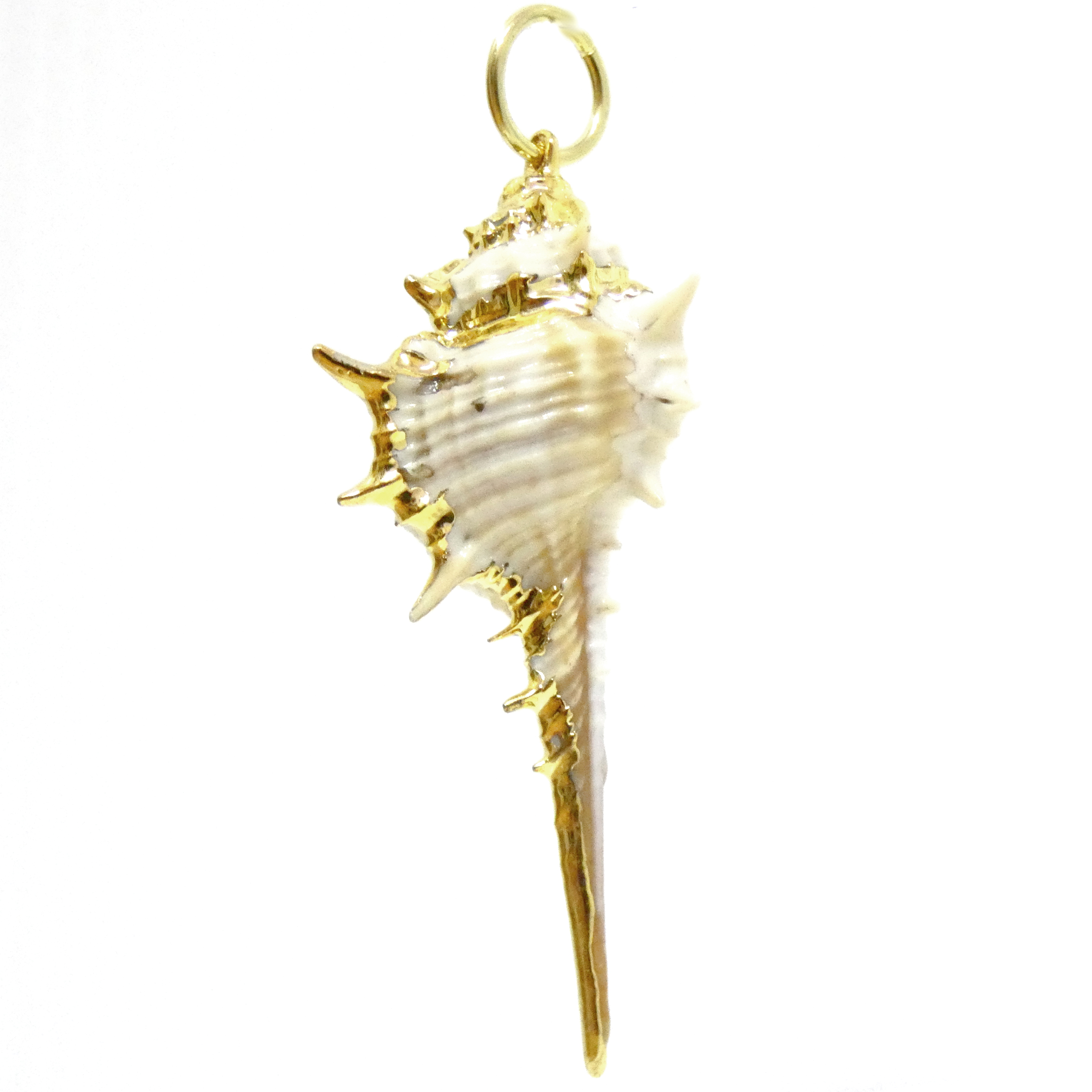 White Long Tail Shell with Gold